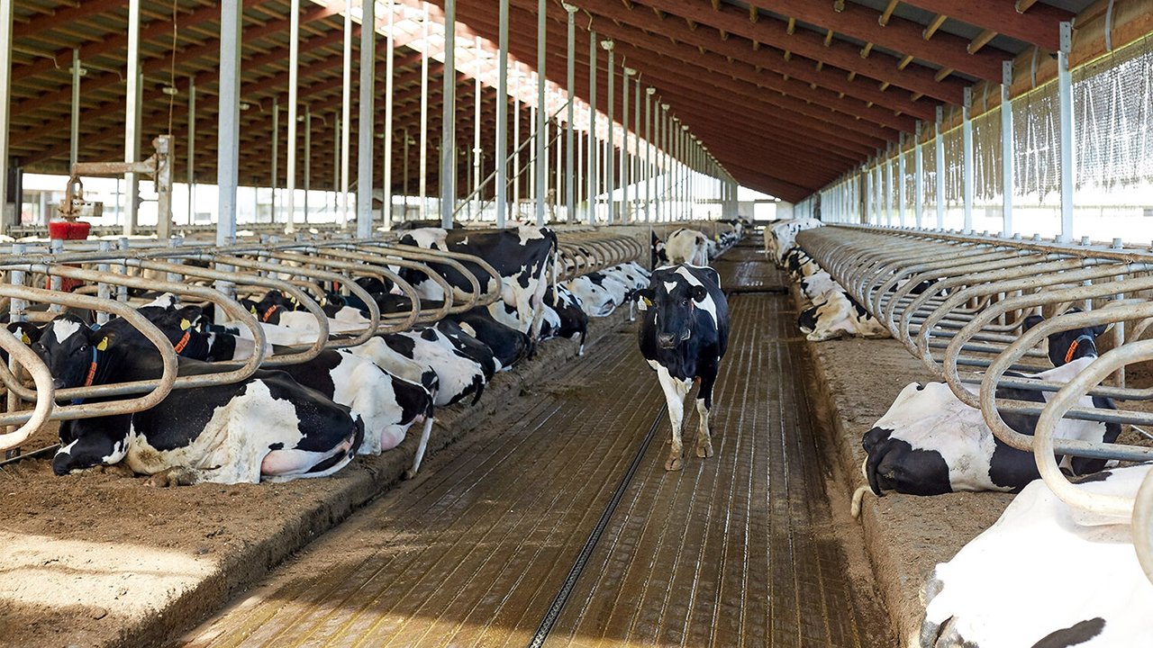 Contrôle du confort des vaches dans les bâtiments d'élevage