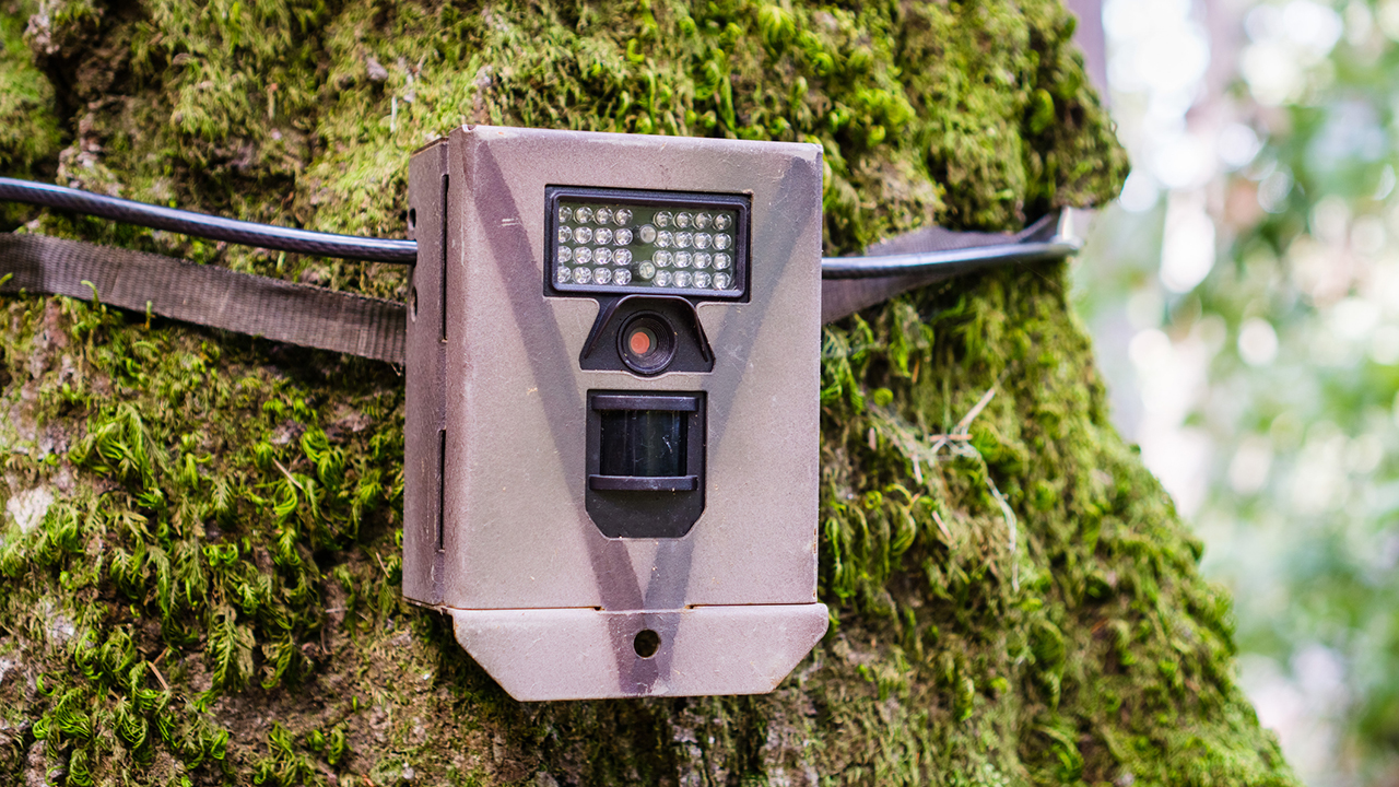Capteurs et surveillance des arbres et de la faune