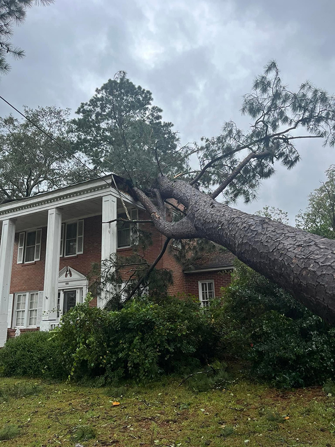 Arbre tombé lors d'une tempête