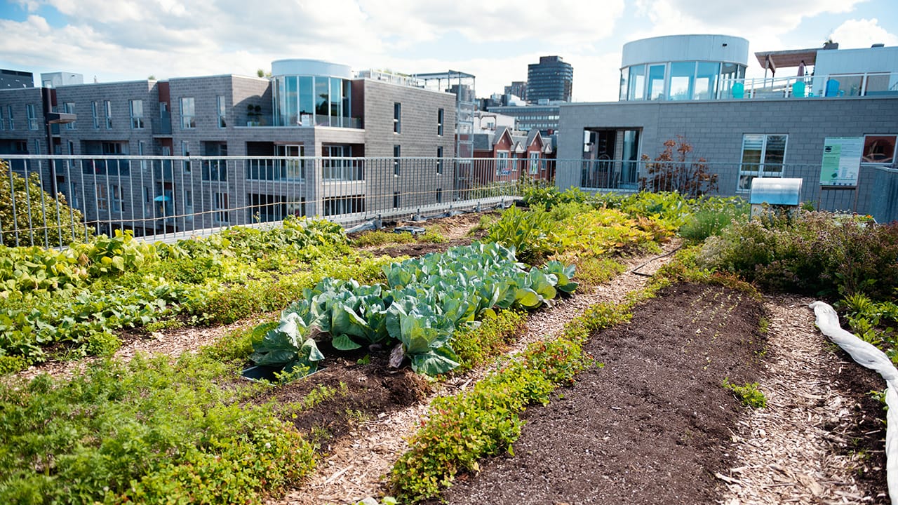 Agriculture urbaine