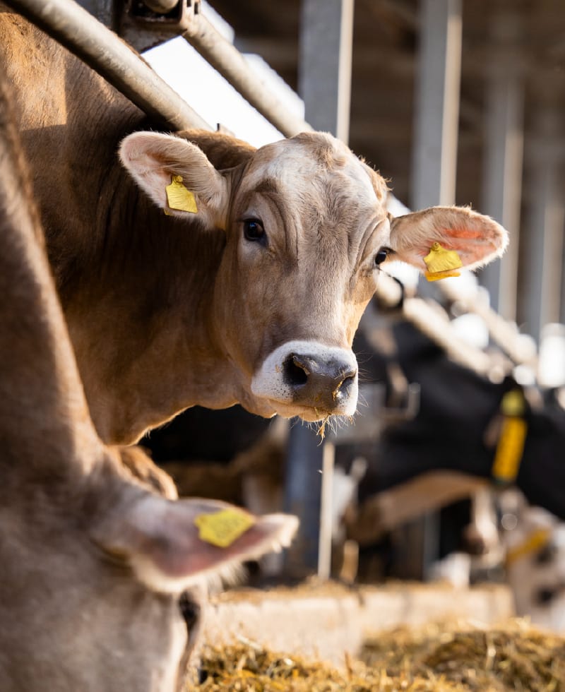 Vache dans une étable regardant l'appareil photo.