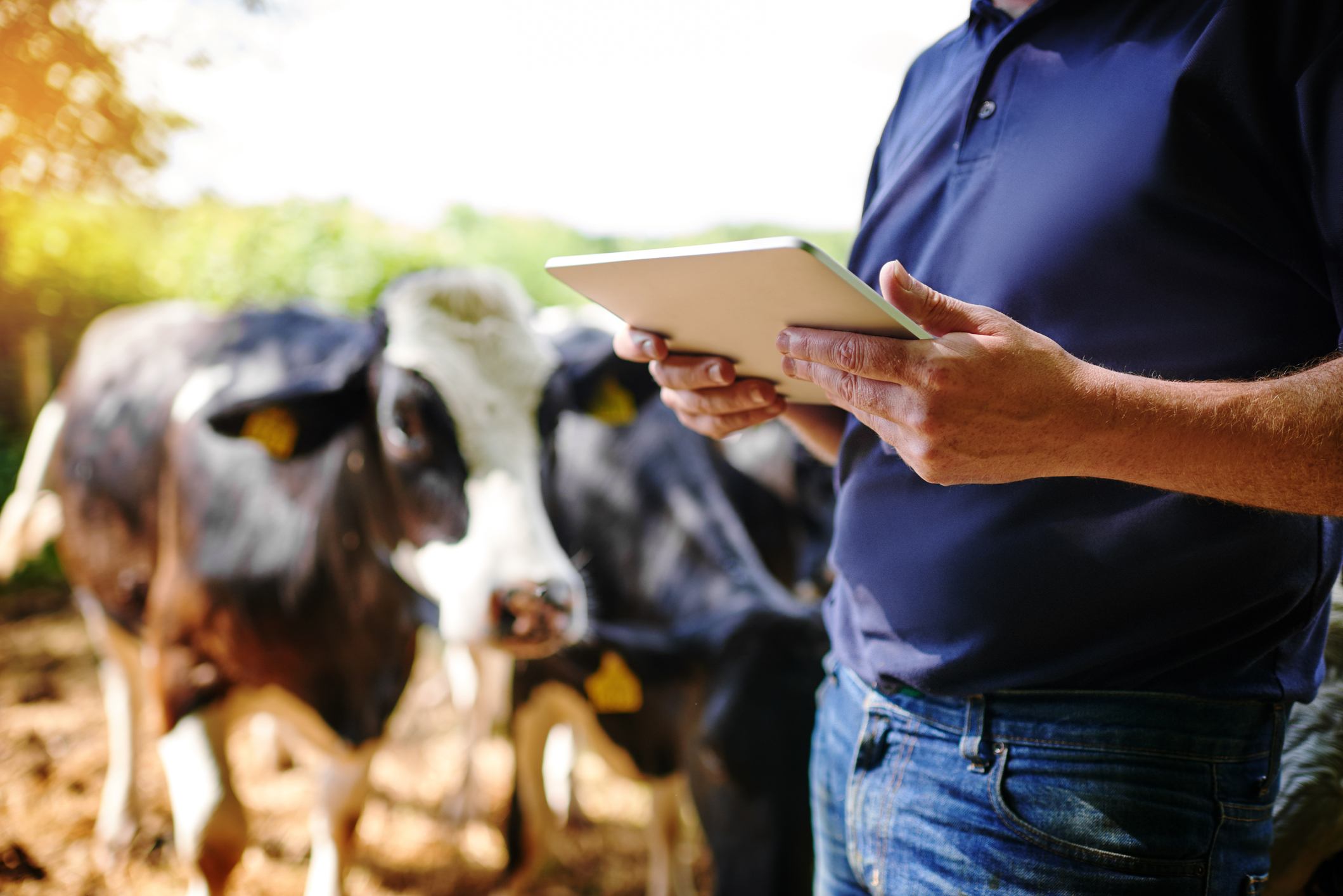 IoT Applications de l'agriculture de précision : 7 exemples concrets